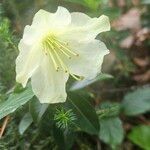 Rhododendron fletcherianum Kvet