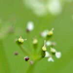 Conopodium pyrenaeum Blüte