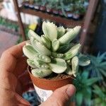 Cotyledon tomentosa Hoja