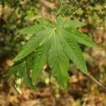 Dombeya acutangula পাতা