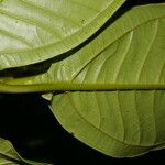 Miconia trinervia Leaf