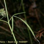 Torilis africana Hoja