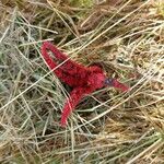 Clathrus archeriFlors