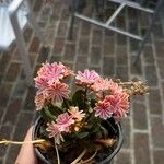 Lewisia longipetala ᱵᱟᱦᱟ