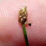 Eleocharis geniculata Flower