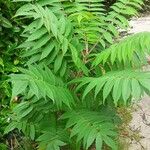 Rhus glabra Hoja