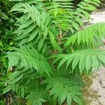 Rhus glabra Ліст