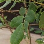 Senna bicapsularis Blatt
