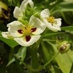 Sagittaria montevidensis फूल