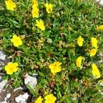 Helianthemum nummulariumBlüte