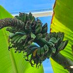 Musa acuminata Fruit