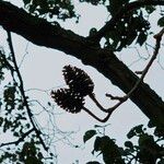 Alnus cordata Fruit