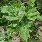 Chenopodium albumLeaf