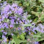 Caryopteris × clandonensisΛουλούδι