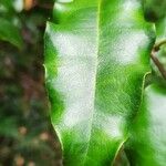 Diospyros glans Leaf