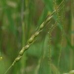 Aegilops cylindrica Fruit