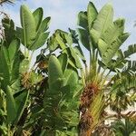 Strelitzia nicolai Συνήθη χαρακτηριστικά