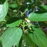 Cordia dichotoma ᱡᱚ