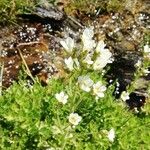 Saxifraga aquatica Flor