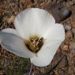 Calochortus howellii Flower