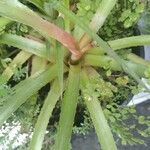 Bromelia karatas পাতা