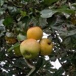 Malus domestica ᱡᱚ