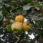 Malus domestica Fruit