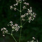 Galium obliquum Other