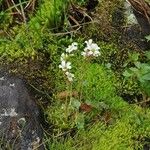 Saxifraga cernua عادت