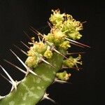 Euphorbia evansii