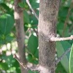 Ligustrum ovalifolium 树皮