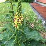 Verbascum nigrumKvět