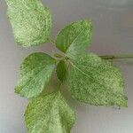 Acalypha indica ഇല