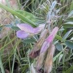 Vicia pannonica Flower