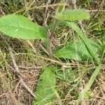 Hieracium scabrum Hoja