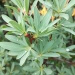 Sibiraea laevigata Leaf