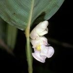 Myrosma cannifolia Λουλούδι