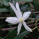 Clematis armandi Flor