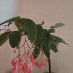 Begonia maculata Hostoa