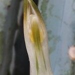 Albuca nelsonii 果實