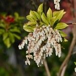 Pieris japonica Çiçek
