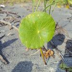 Hydrocotyle bonariensis Leaf