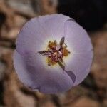 Calochortus flexuosus Blodyn