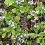 Valeriana locusta Hábito