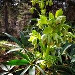 Helleborus foetidus Цвят