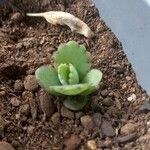 Kalanchoe laxiflora Leaf