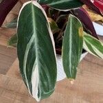 Stromanthe thalia Leaf