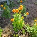 Trollius asiaticus Leaf