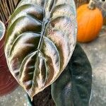 Alocasia cuprea List