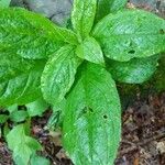 Parietaria officinalis Blad